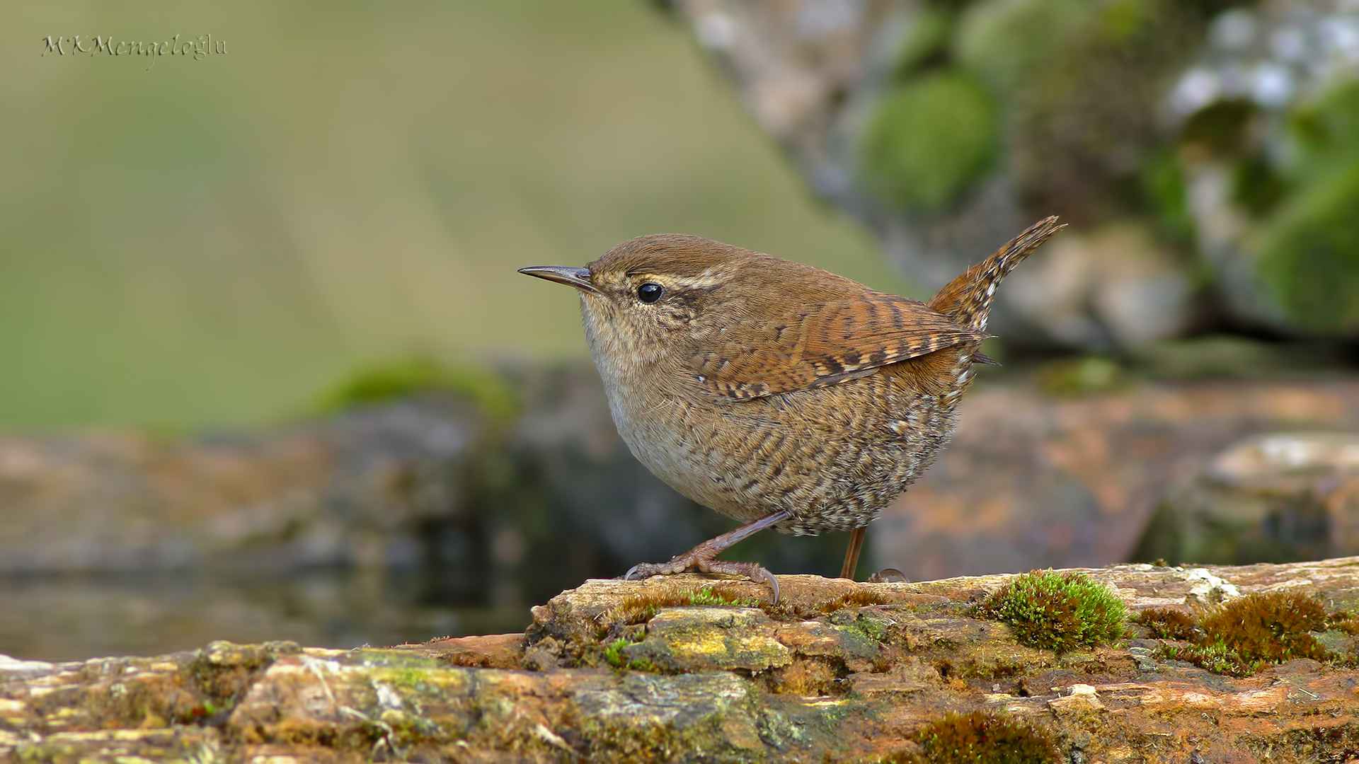 Eurasian Wren